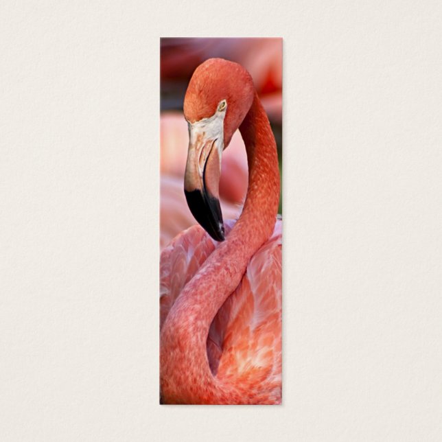 Tarjeta de perfil Flamingo (Frente)