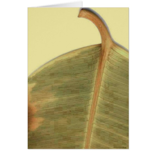 Tarjeta de permiso verde (Frente)