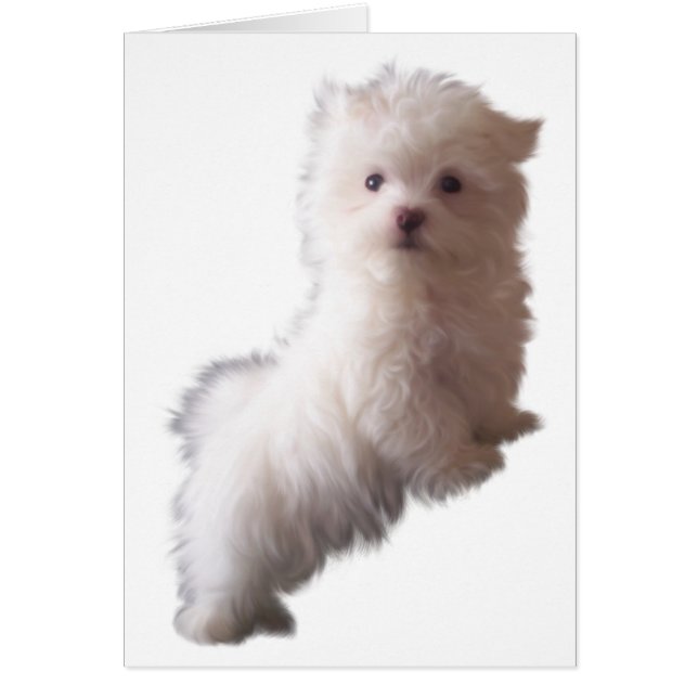 Tarjeta de perro (Frente)