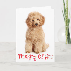 Tarjeta de Perro Cachorro Caniche Albaricoque Pens