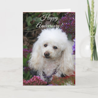 Tarjeta de perro de poodle Happy Aniversario