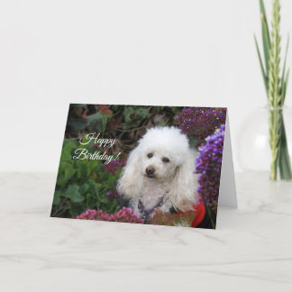 Tarjeta de perro de Poodle Happy Birday