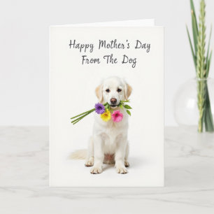 Tarjeta de Perro de Ramo Blanco