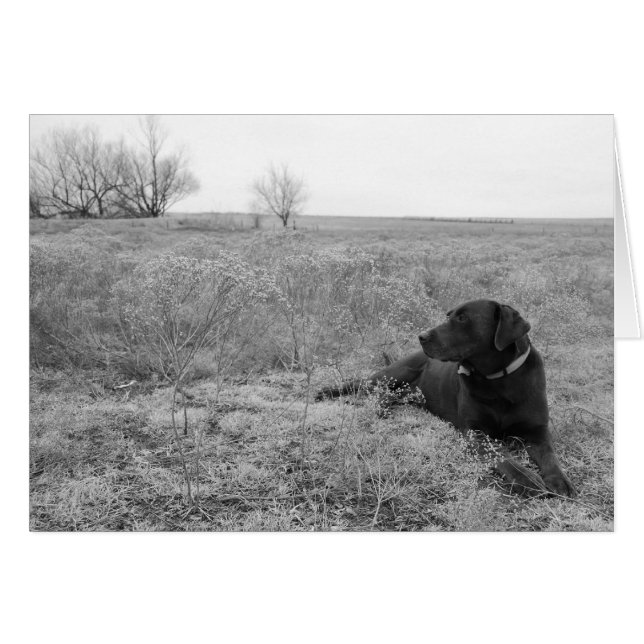 Tarjeta de perro en campo (Anverso (Horizontal))