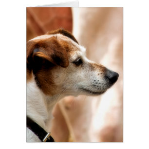 TARJETA DE PERRO JACK RUSSELL TERRIER