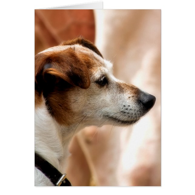 TARJETA DE PERRO JACK RUSSELL TERRIER (Frente)