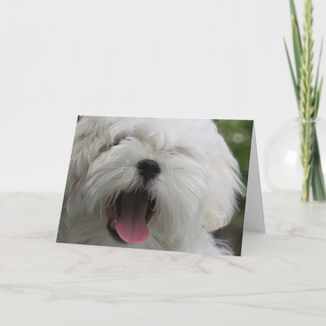 Tarjeta de perro maltesa (Anverso)
