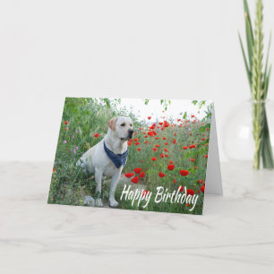 Tarjeta de perro porcino del laboratorio de labrad