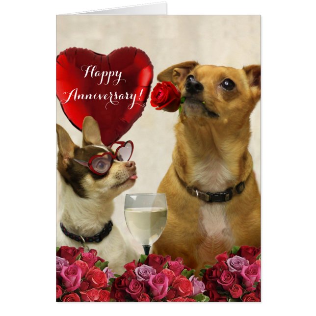 Tarjeta de perros chihuahua feliz aniversario (Frente)