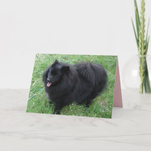 Tarjeta de perros Pomerania negros lindos Spitz al