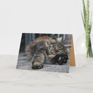 Tarjeta de Personalizable para gato de Maine Coon