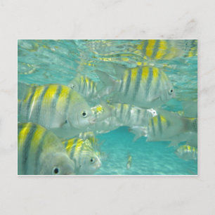 Tarjeta de pescado jamaiquina