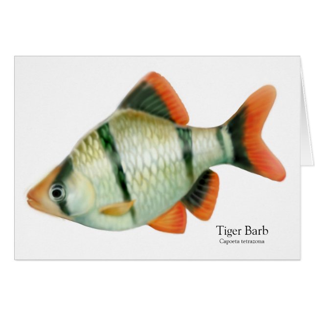 Tarjeta de pescado tropical Tiger Barb (Anverso (Horizontal))