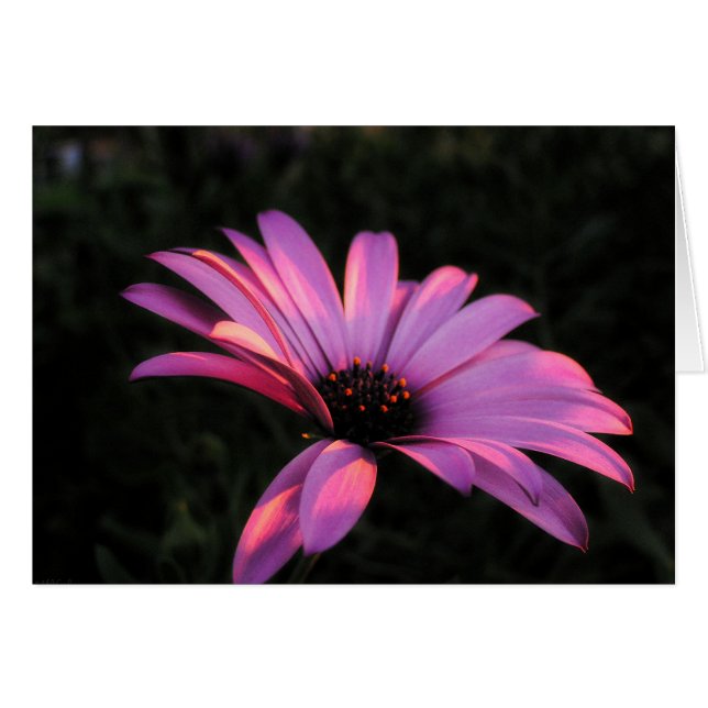 Tarjeta de Petales de Flores Rosa (Anverso (Horizontal))