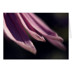 Tarjeta de Pétalos de Coneflower