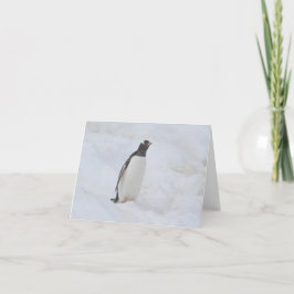 Tarjeta de pingüino de Gentoo (Neko)