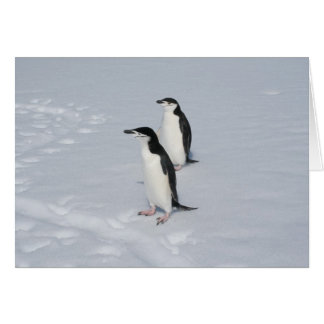 Tarjeta de pingüinos Chinstrap (HM)