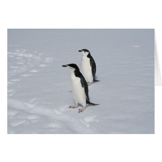 Tarjeta de pingüinos Chinstrap (HM) (Anverso (Horizontal))