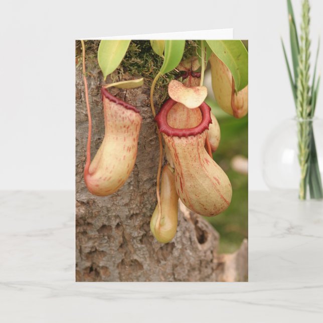 Tarjeta de planta carnívora (Anverso)