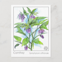 Tarjeta de planta de estudio herbal Comfrey Materi