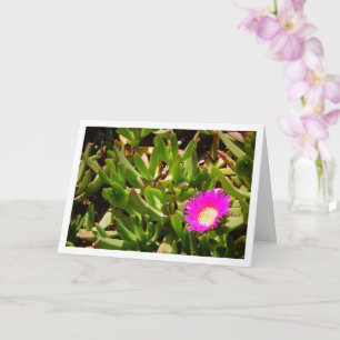 Tarjeta de planta de hielo Hottentot Fig Groeping 