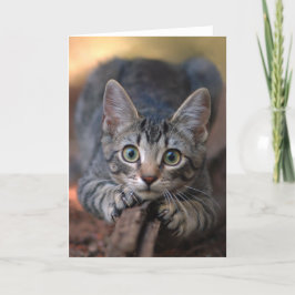 Tarjeta de plata del gatito del Tabby