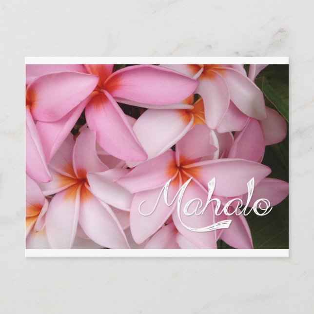 Tarjeta de plumeria rosa Mahalo (Anverso)