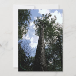 Tarjeta de poema Tulip Poplar/Joyce Kilmer