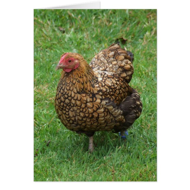 Tarjeta de pollo (Frente)