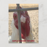 Tarjeta de pollo que revuelve las plumas de alguie