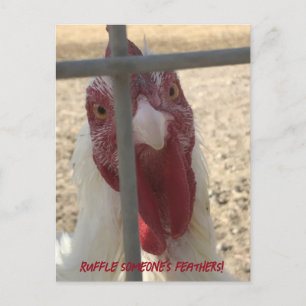 Tarjeta de pollo que revuelve las plumas de alguie