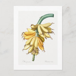 TARJETA DE POSTAL BOTÁNICA "BANANAS" REDOUTÉ