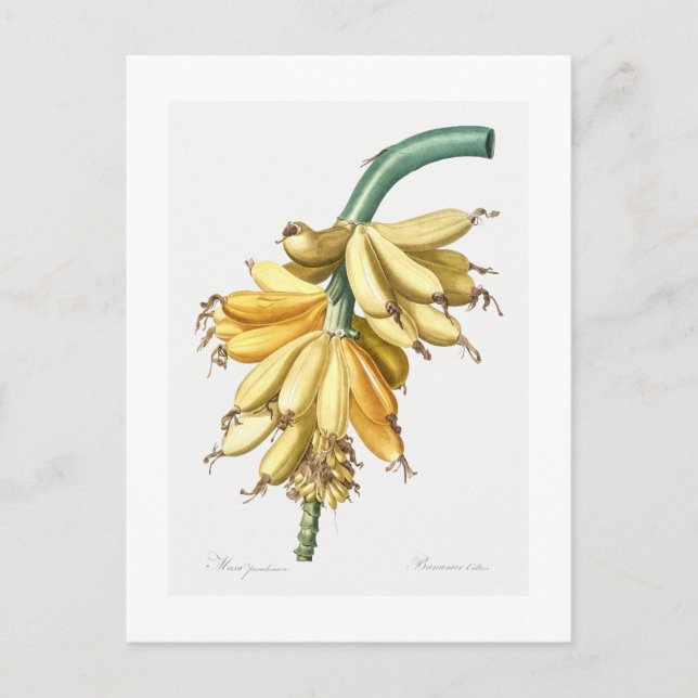 TARJETA DE POSTAL BOTÁNICA "BANANAS" REDOUTÉ (Anverso)