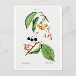 TARJETA DE POSTAL BOTÁNICA "CHERRIES" REDOUTÉ