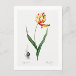 TARJETA DE POSTAL BOTÁNICA DE "DIDIER'S TULIP"