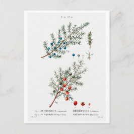 TARJETA DE POSTAL BOTÁNICA DE REDOUTÉ "JUNIPER COM