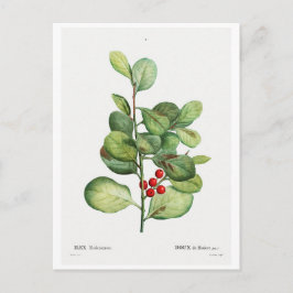 TARJETA DE POSTAL BOTÁNICA "MEDERIENSIS ILEX" REDO