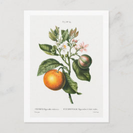 TARJETA DE POSTAL BOTÁNICA "NARANJA BITTER" DE RED