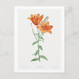 TARJETA DE POSTAL BOTÁNICA "NARANJA LILY"
