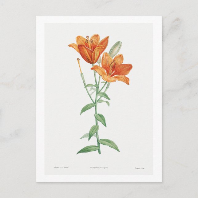 TARJETA DE POSTAL BOTÁNICA "NARANJA LILY" (Anverso)
