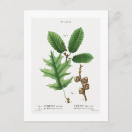 TARJETA DE POSTAL BOTÁNICA "OAK NEGRO" REDOUTÉ