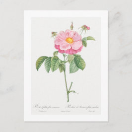 TARJETA DE POSTAL BOTÁNICA "PROVINS ROSA" REDOUTÉ
