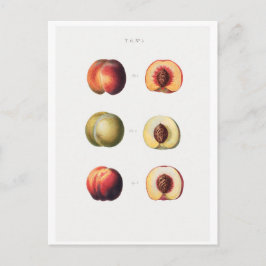 TARJETA DE POSTAL BOTÁNICA REDOUTÉ