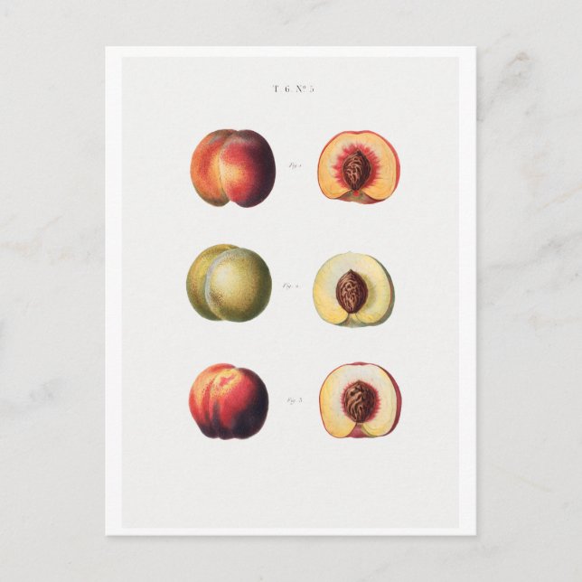 TARJETA DE POSTAL BOTÁNICA REDOUTÉ (Anverso)