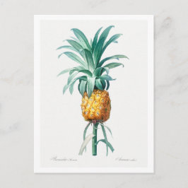TARJETA DE POSTAL BOTÁNICA REDOUTÉ "PINEAPPLE"