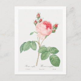TARJETA DE POSTAL BOTÁNICA "ROSA DE CABAGO" REDOUT