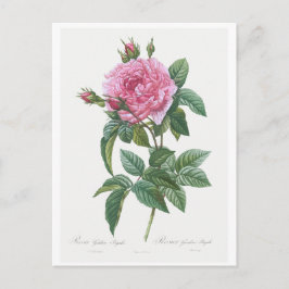 TARJETA DE POSTAL BOTÁNICA "ROSA GALÍLICO" REDOUTÉ