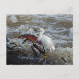 TARJETA DE POSTAL DE AVES CARRIBEÑAS #1