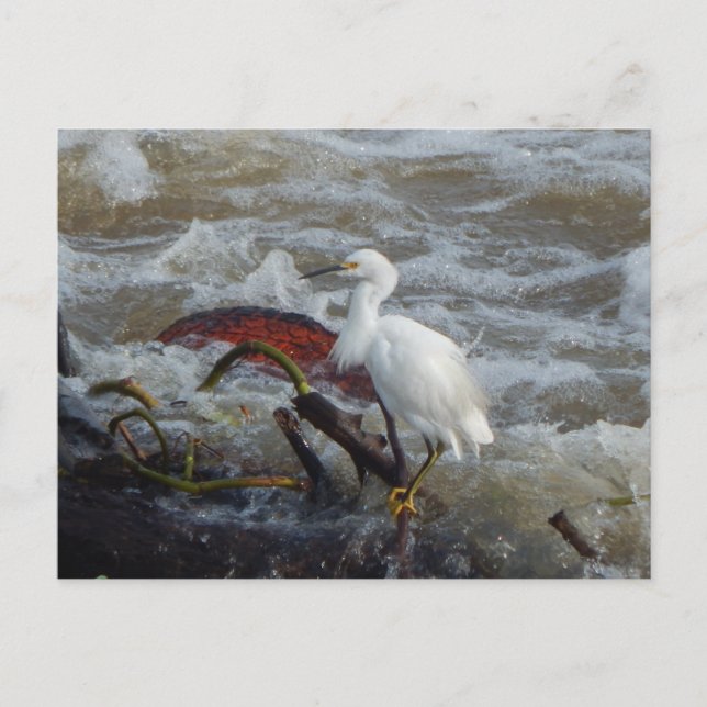 TARJETA DE POSTAL DE AVES CARRIBEÑAS #1 (Anverso)