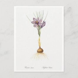 TARJETA DE POSTAL DE "CROCUSS" BOTÁNICO REDOUTÉ